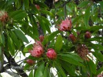Protea petiolaris subsp. petiolaris