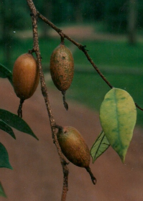 Craterosiphon quarrei