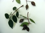 Craterosiphon quarrei