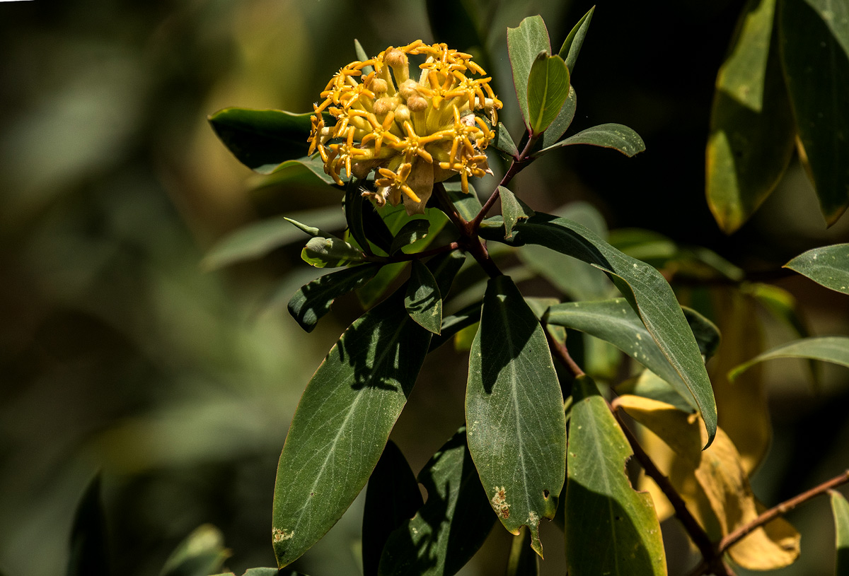 Gnidia glauca Gnidia glauca