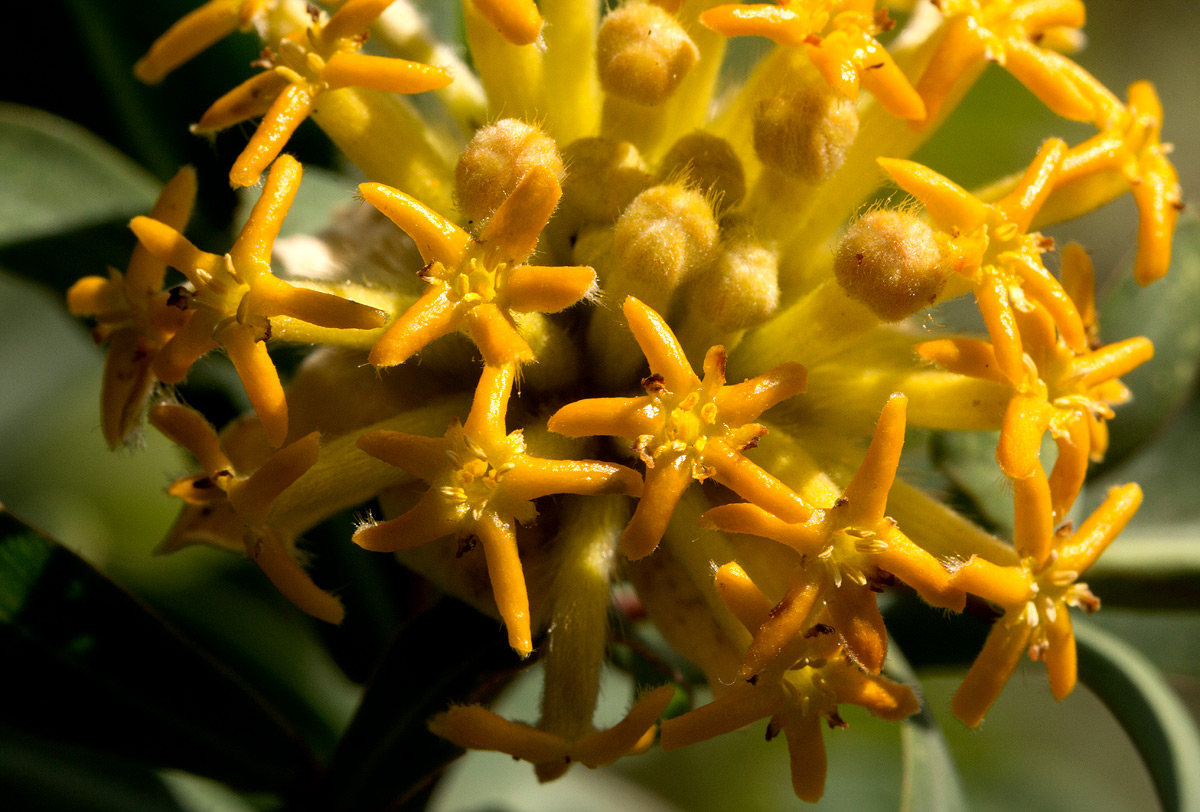 Gnidia glauca Gnidia glauca