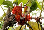 Phragmanthera crassicaulis