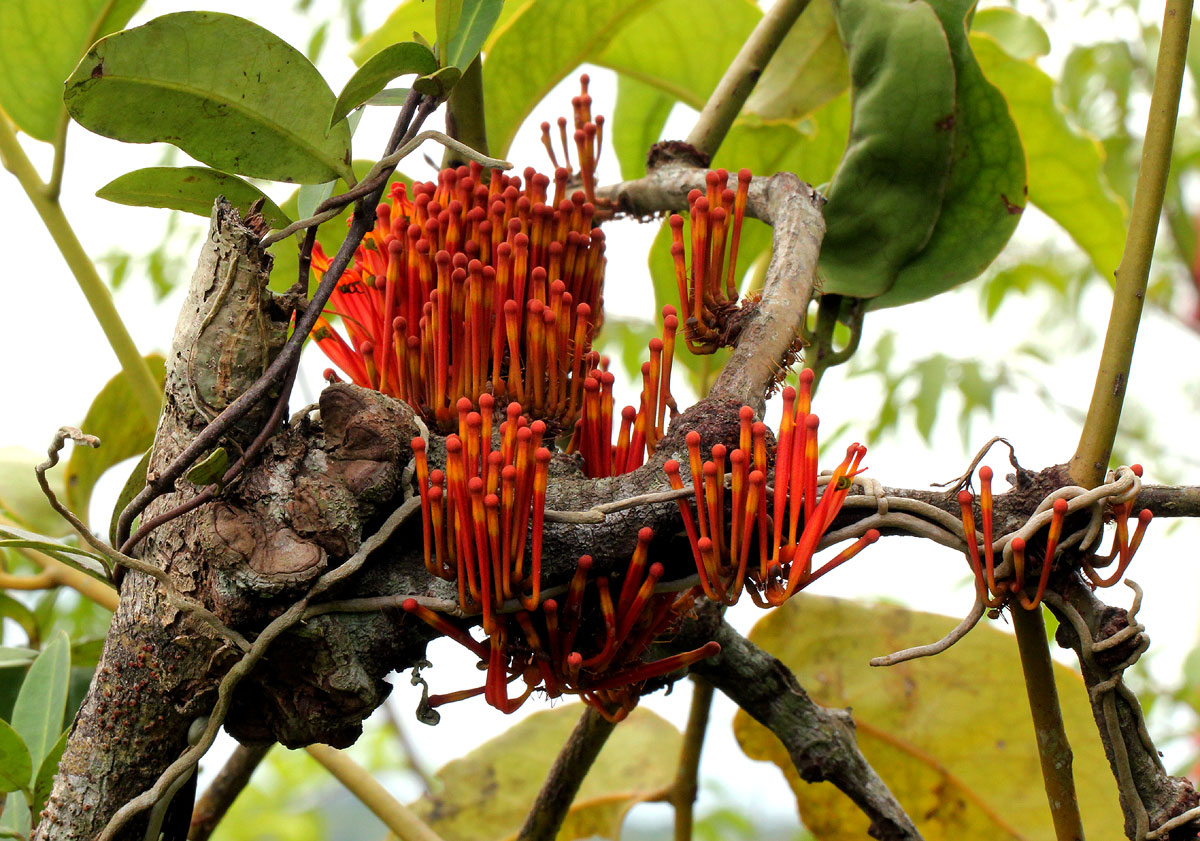 Phragmanthera crassicaulis