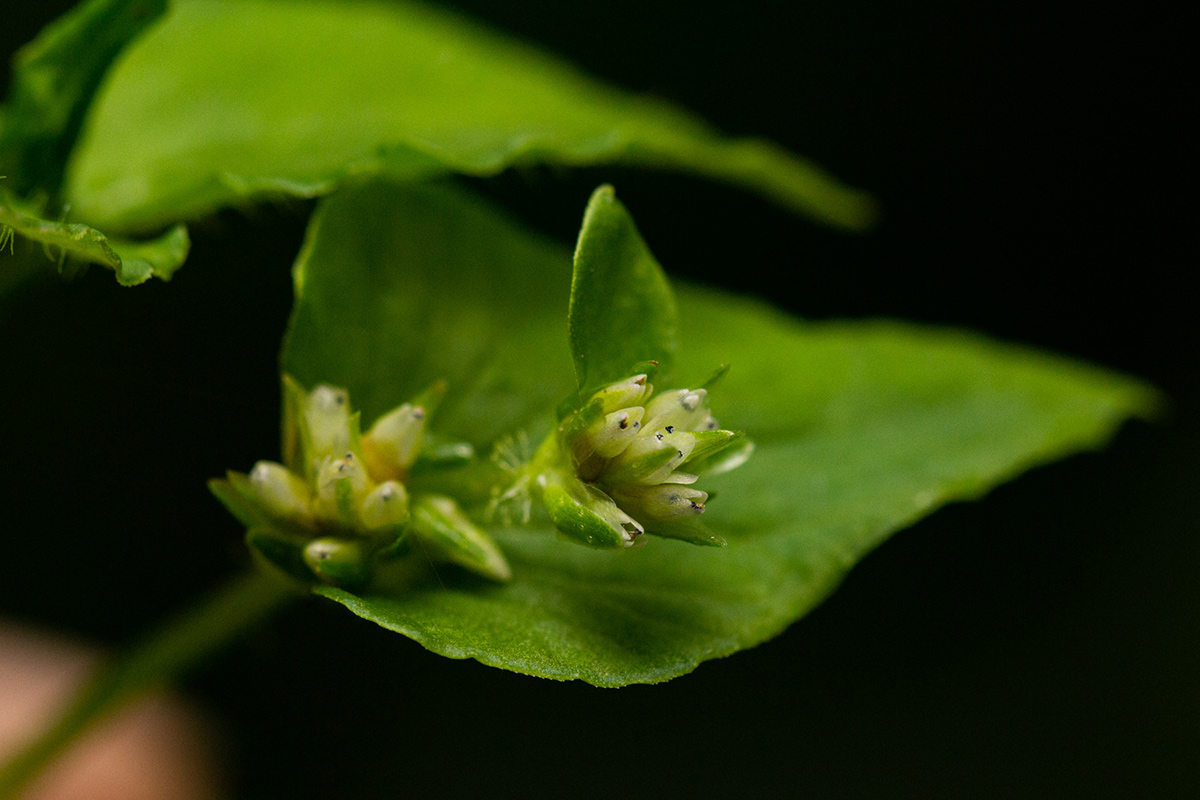 Persicaria nepalensis
