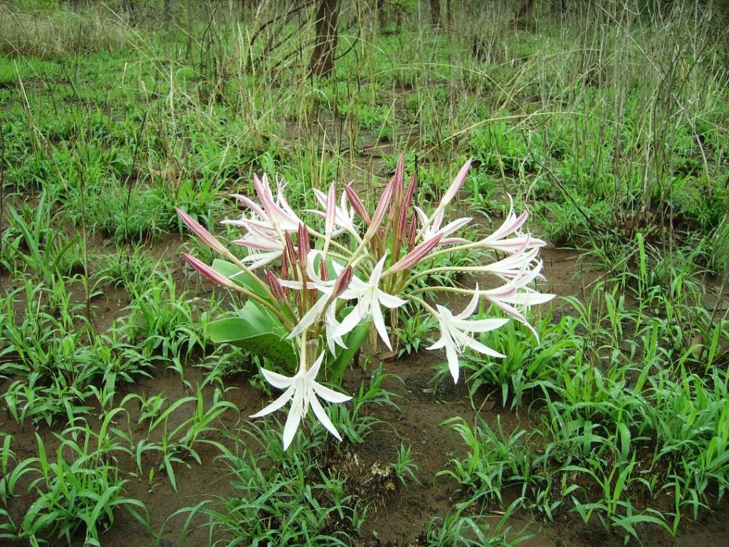 Crinum aurantiacum