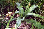 Crinum aurantiacum