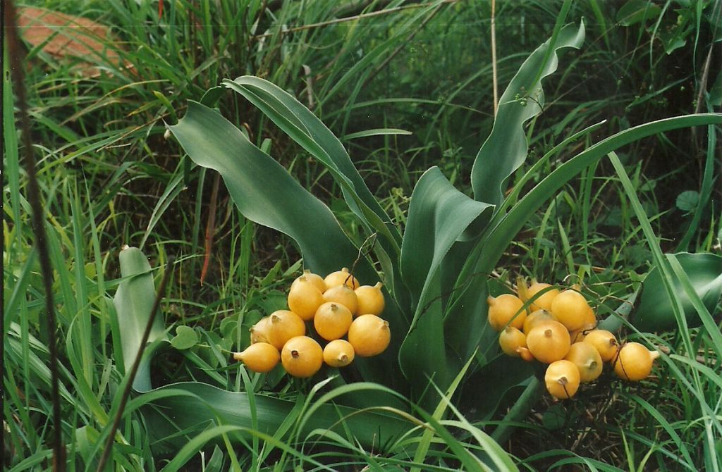 Crinum aurantiacum