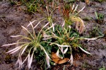 Crinum aurantiacum