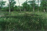 Crinum minimum