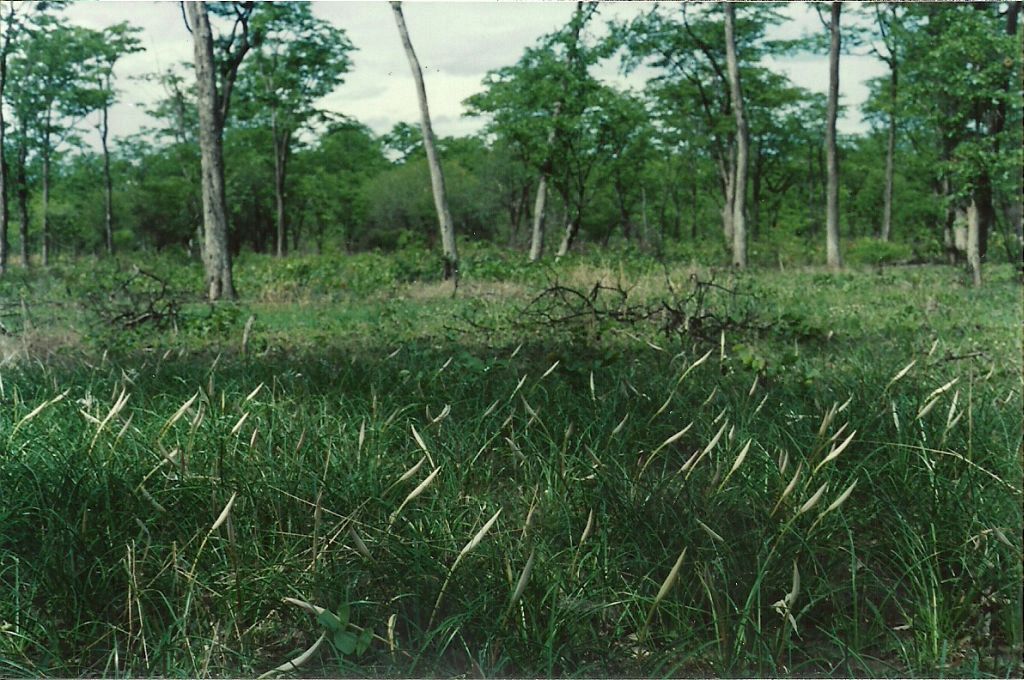Crinum minimum