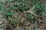 Crinum minimum