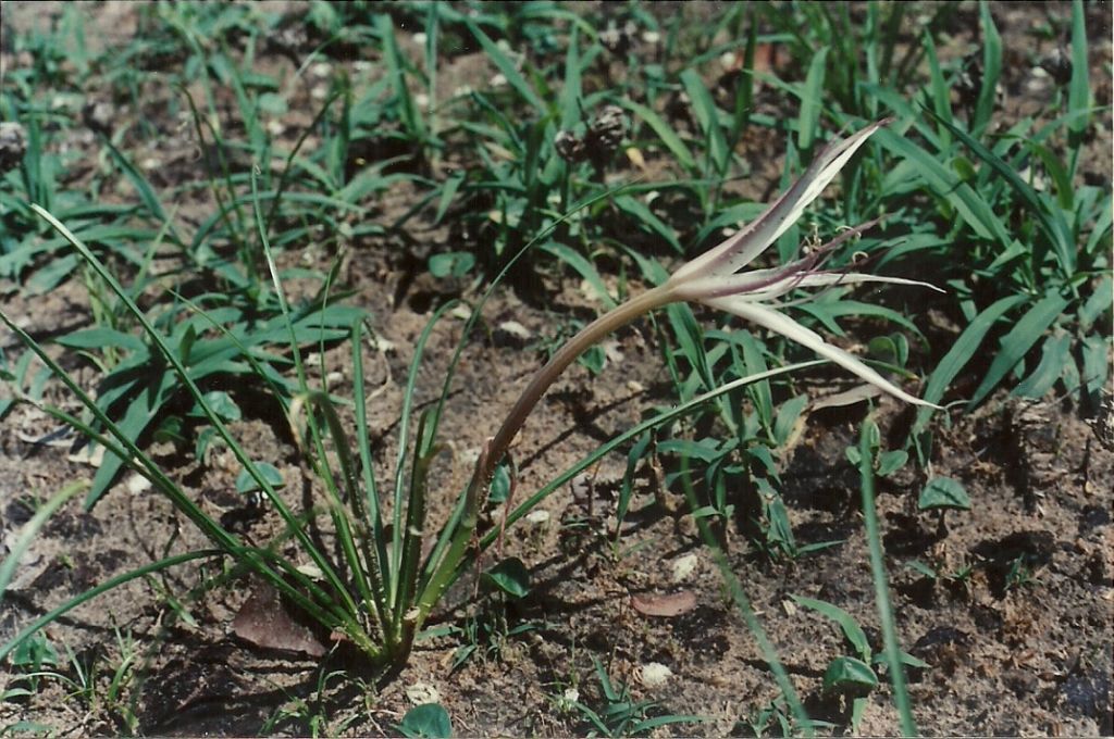 Crinum minimum