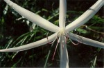 Crinum minimum
