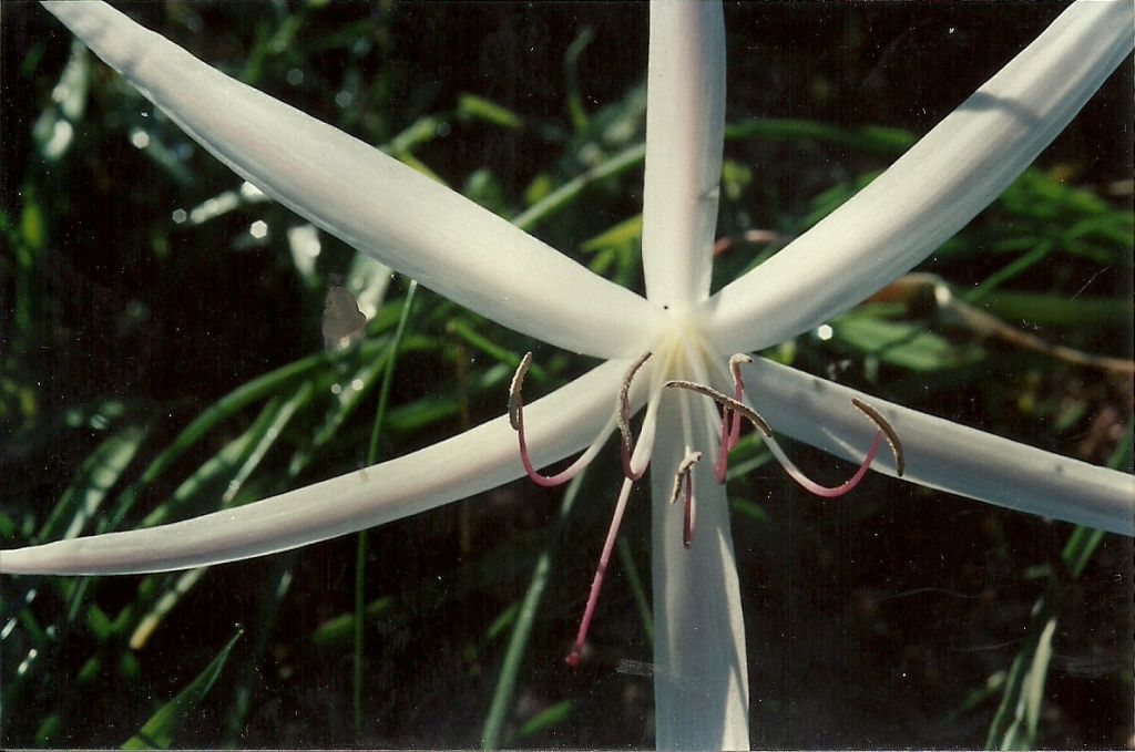 Crinum minimum