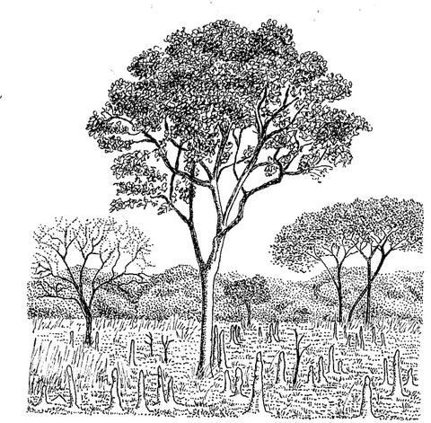 Magnistipula butayei subsp. bangweolensis