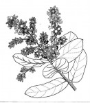Magnistipula butayei subsp. bangweolensis