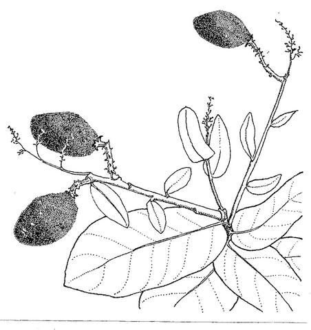 Magnistipula butayei subsp. bangweolensis