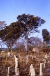 Magnistipula butayei subsp. bangweolensis