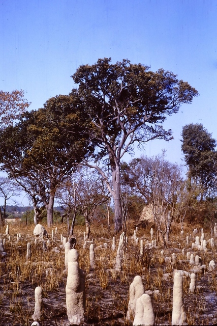 Magnistipula butayei subsp. bangweolensis