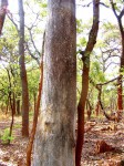Magnistipula butayei subsp. bangweolensis
