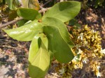 Magnistipula butayei subsp. bangweolensis