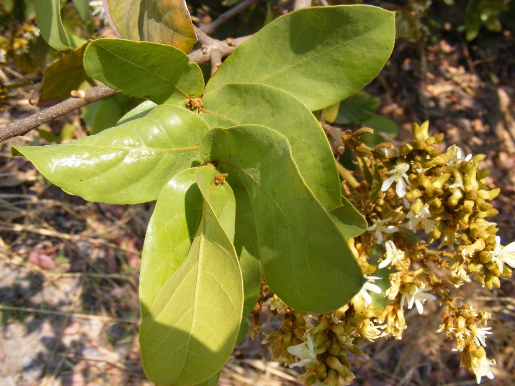 Magnistipula butayei subsp. bangweolensis