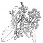 Maranthes floribunda