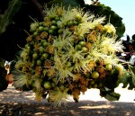 Maranthes floribunda