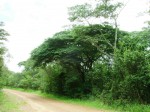 Combretum celastroides subsp. laxiflorum