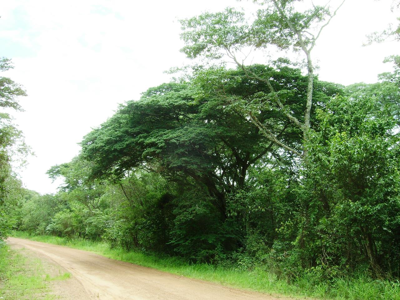Combretum celastroides subsp. laxiflorum