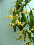 Combretum celastroides subsp. laxiflorum