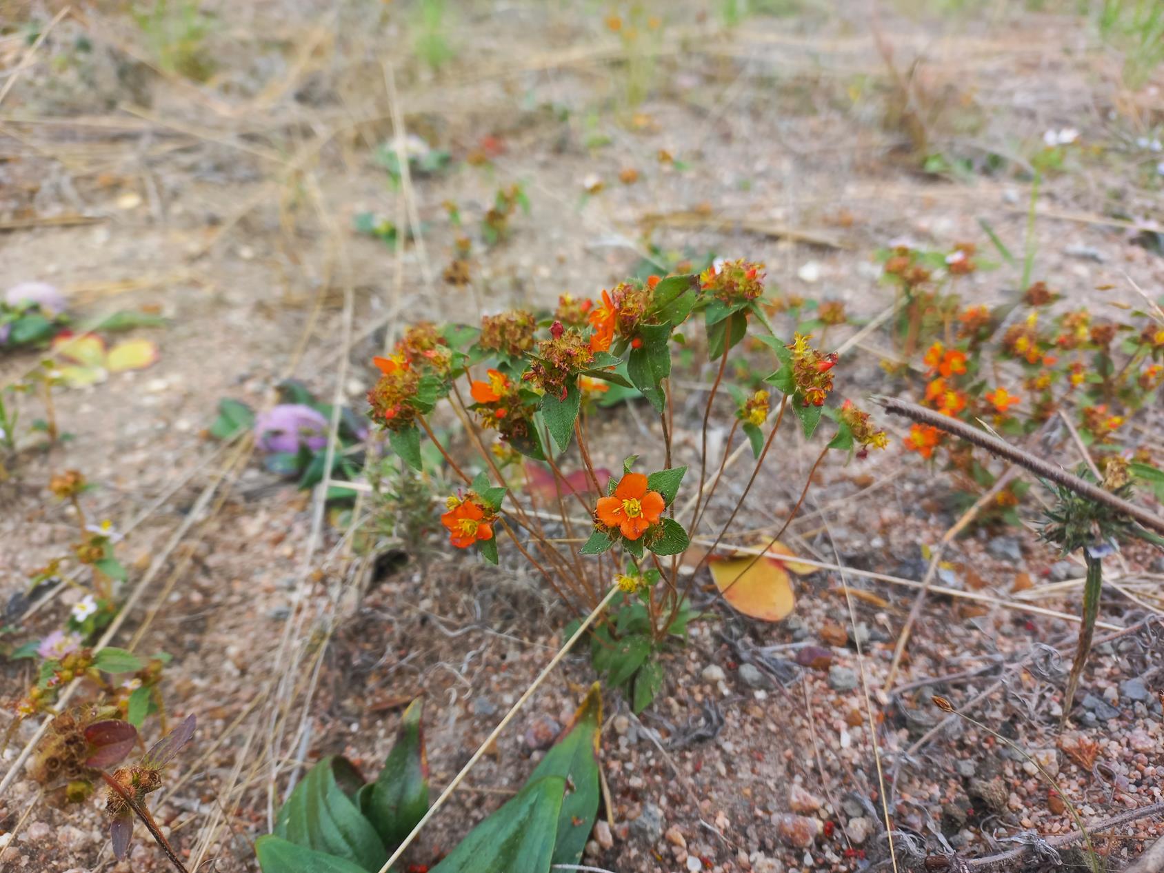 Antherotoma tenuis