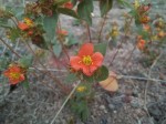 Antherotoma tenuis