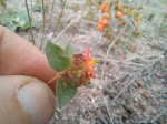 Antherotoma tenuis