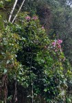Dichaetanthera corymbosa