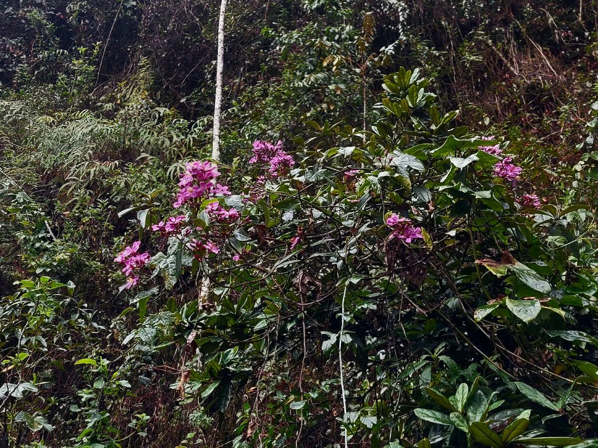 Dichaetanthera corymbosa Dichaetanthera corymbosa