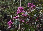 Dichaetanthera corymbosa