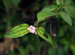 Dissotis hensii