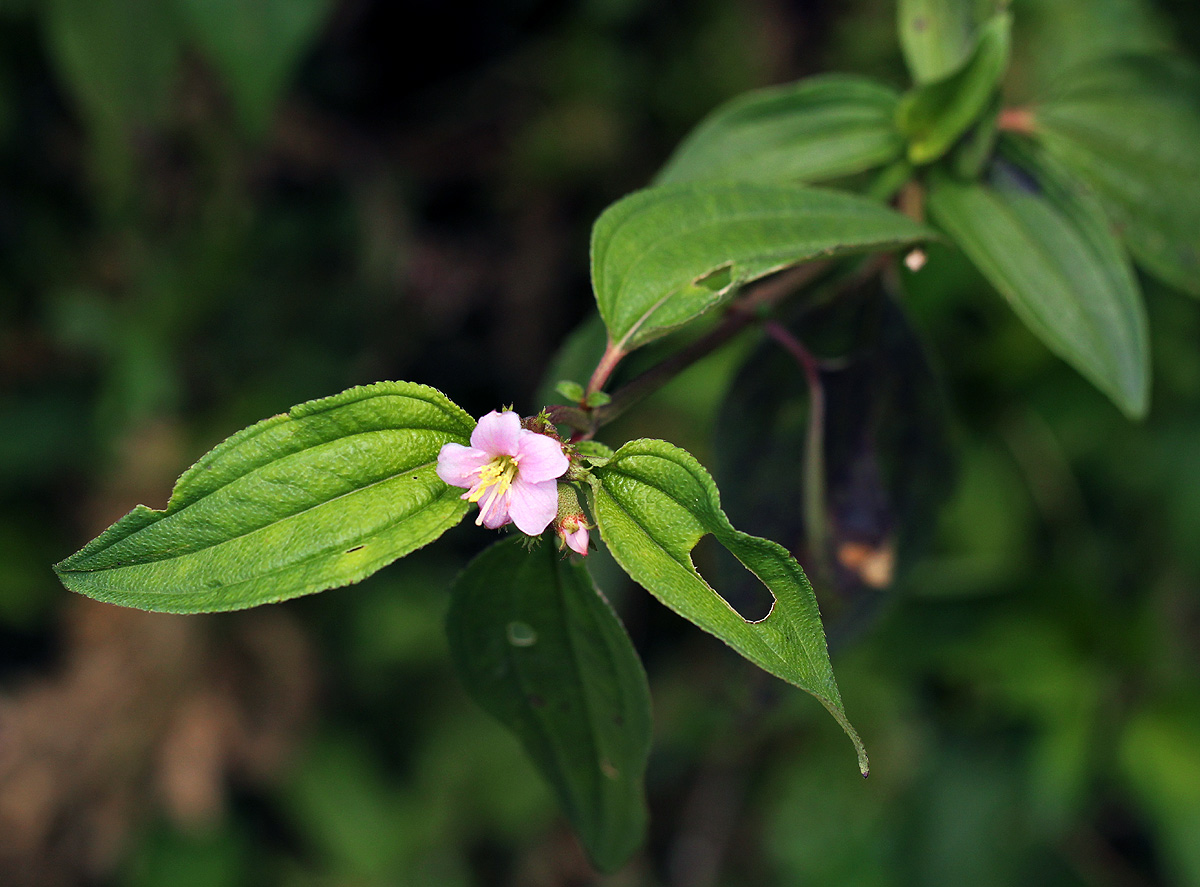 Dissotis hensii