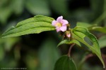 Dissotis hensii