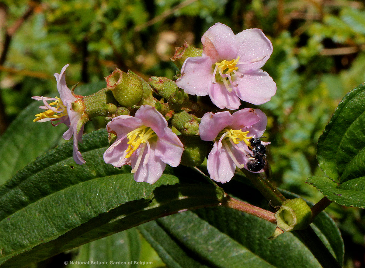 Dissotis hensii