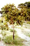 Viridivia suberosa