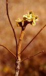Viridivia suberosa