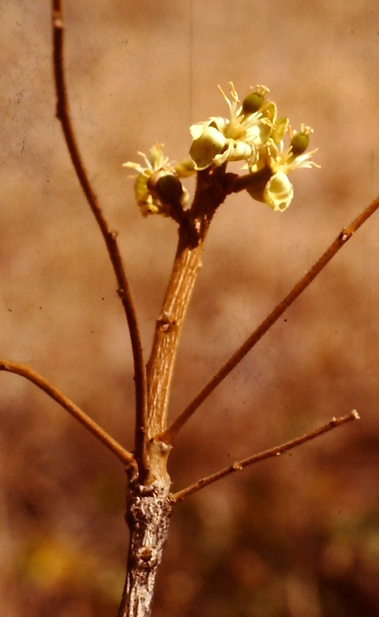 Viridivia suberosa