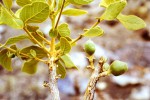 Viridivia suberosa