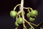 Viridivia suberosa