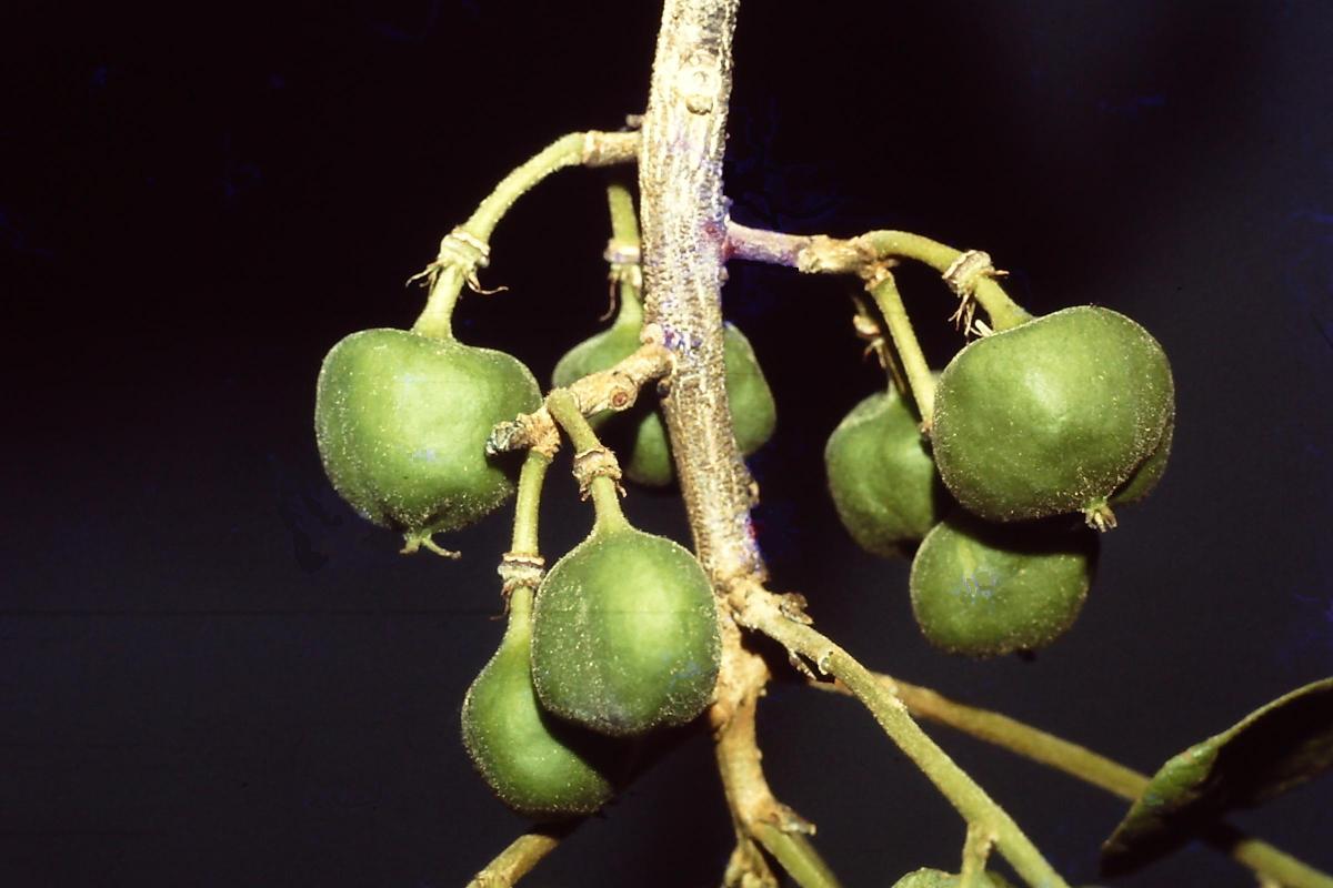 Viridivia suberosa