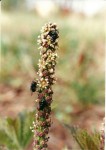 Cussonia corbisieri