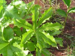 Cussonia corbisieri