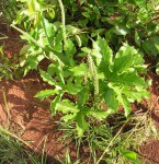 Cussonia corbisieri